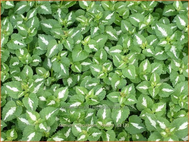 Lamium maculatum 'Roseum' | Dovenetel