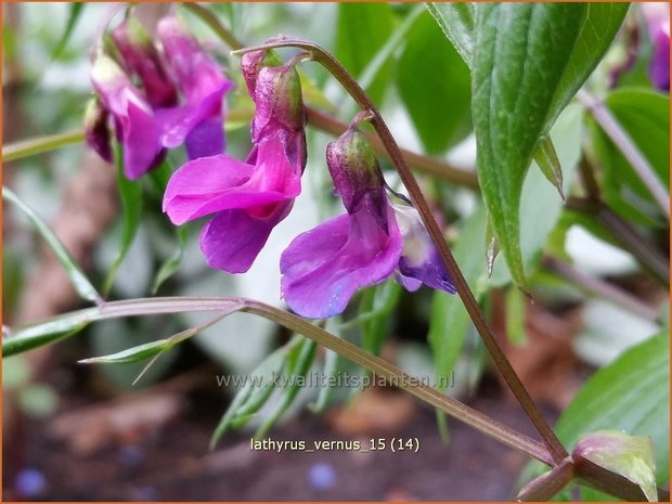 Lathyrus vernus | Voorjaarslathyrus, Vaste siererwt, Pronkerwt, Siererwt | Frühlings-Platterbse | Spring Vetchling