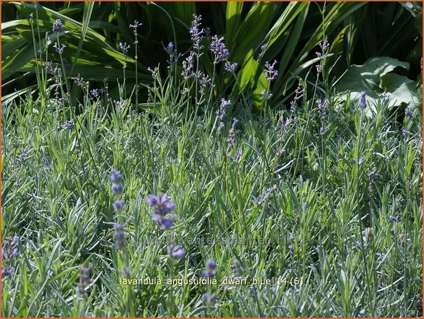Lavandula angustifolia 'Dwarf Blue' | Lavendel