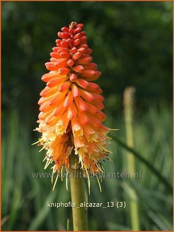 Kniphofia 'Alcazar' | Vuurpijl, Fakkellelie