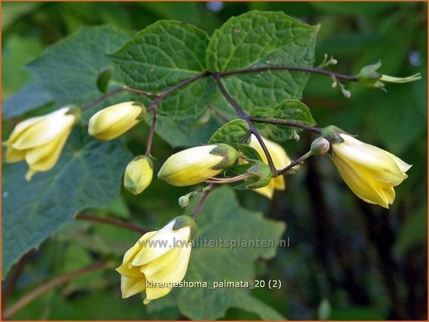 Kirengeshoma palmata | Japanse wasbloem