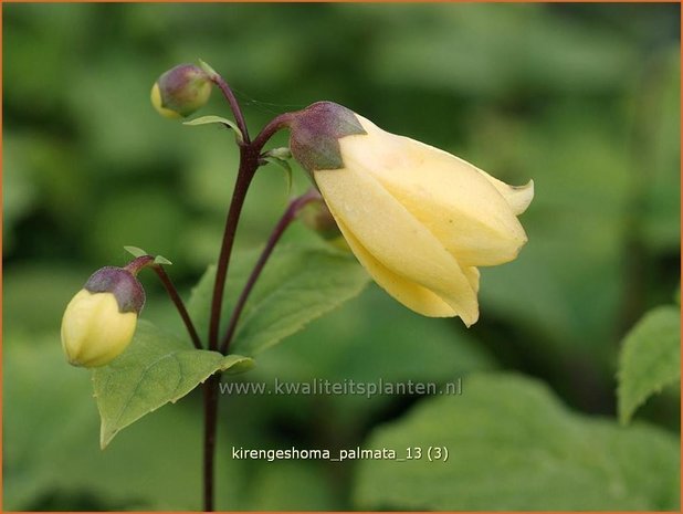 Kirengeshoma palmata | Japanse wasbloem