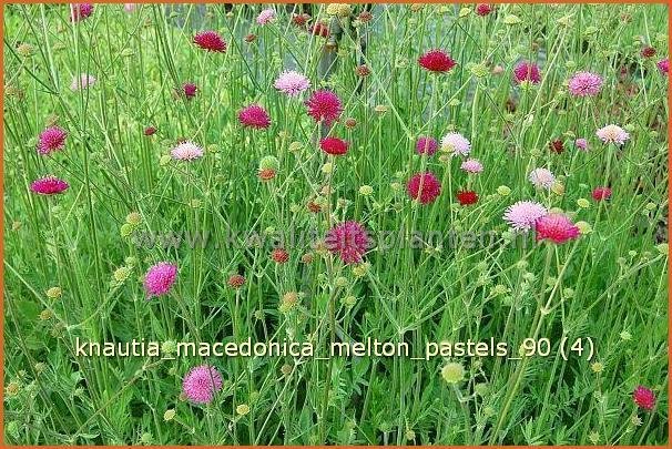 Knautia macedonica 'Melton Pastels' | Beemdkroon