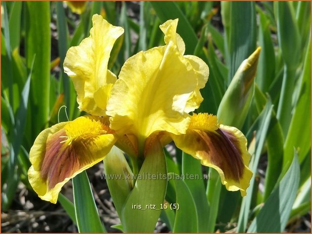 Iris 'Ritz' | Zwaardlelie, Iris, Lis