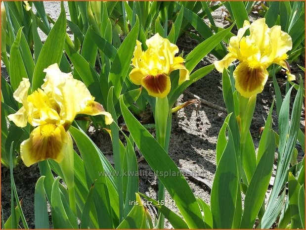 Iris 'Ritz' | Zwaardlelie, Iris, Lis