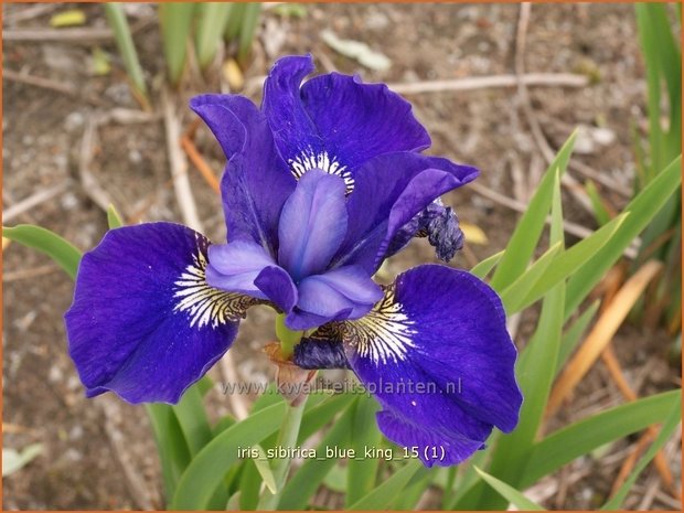Iris sibirica 'Blue King' | Siberische iris, Lis, Iris