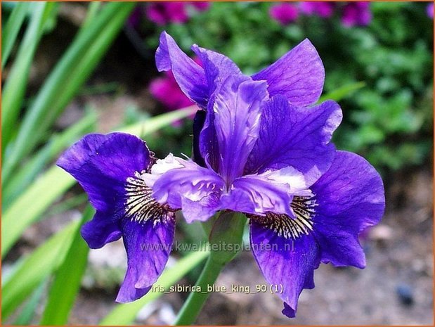 Iris sibirica 'Blue King' | Iris, Lis, Siberische iris