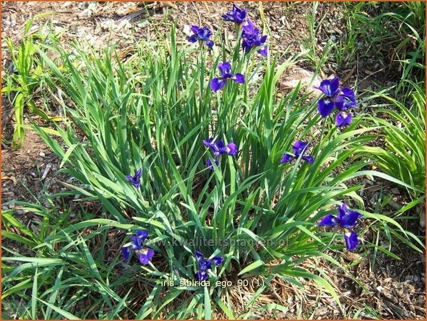Iris sibirica 'Ego' | Iris, Lis, Siberische iris
