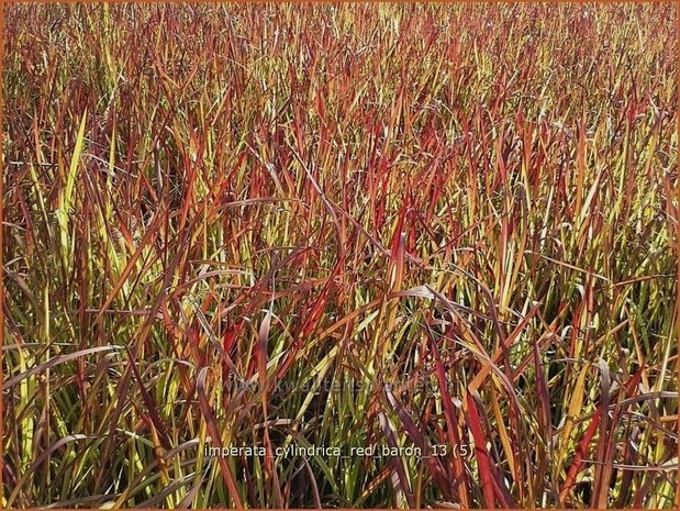 Imperata cylindrica 'Red Baron' | Japans bloedgras