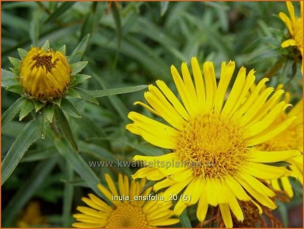 Inula ensifolia | Alant