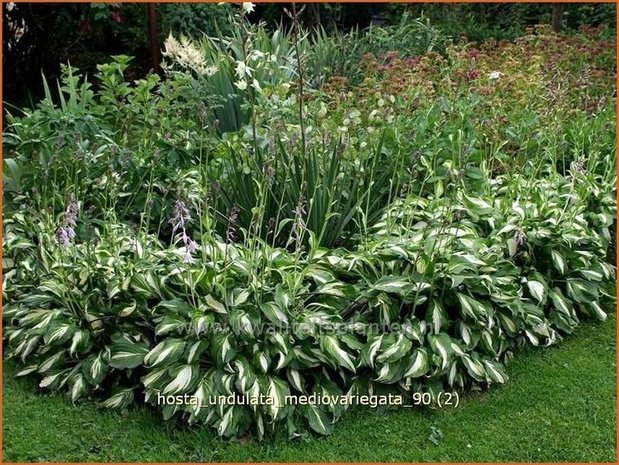 Hosta 'Undulata Mediovariegata' | Hartlelie, Funkia