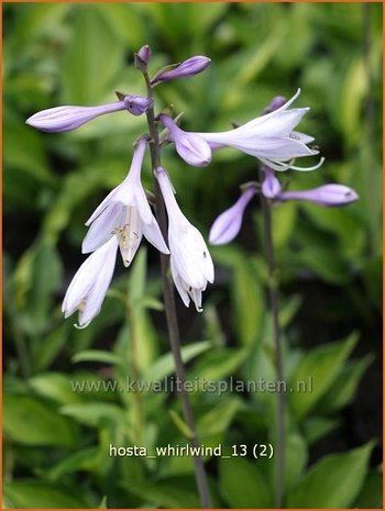 Hosta 'Whirlwind' | Hartlelie, Funkia