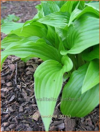Hosta lancifolia | Hartlelie, Funkia