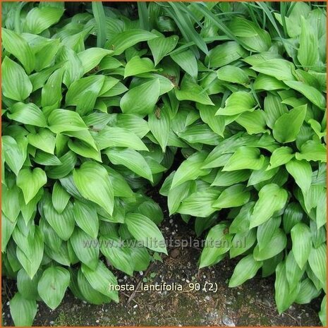 Hosta lancifolia | Hartlelie, Funkia