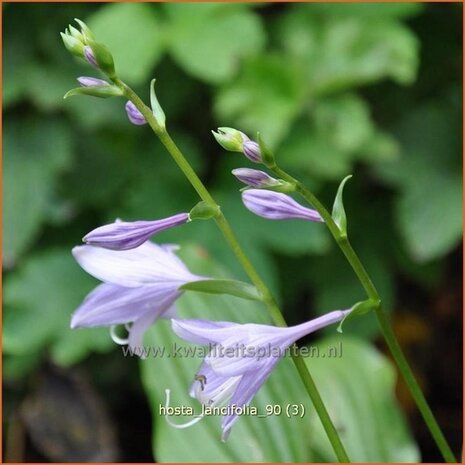 Hosta lancifolia | Hartlelie, Funkia