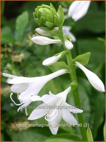 Hosta plantaginea grandiflora | Hartlelie, Funkia