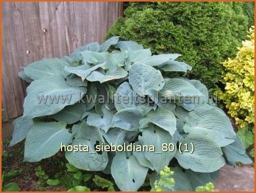 Hosta sieboldiana | Hartlelie, Funkia