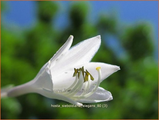 Hosta sieboldiana 'Elegans' | Hartlelie, Funkia