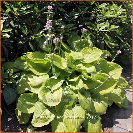 Hosta 'Sum and Substance' | Hartlelie, Funkia