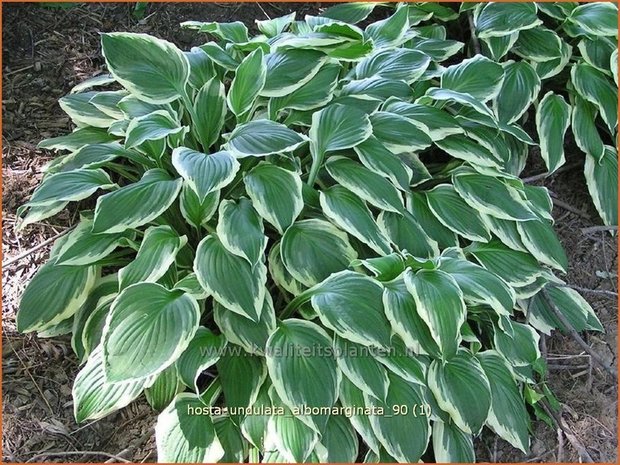 Hosta 'Undulata Albomarginata' | Hosta, Hartlelie, Funkia | Funkie | Hosta