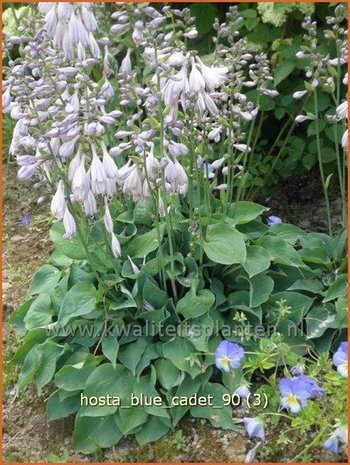 Hosta 'Blue Cadet' | Hartlelie, Funkia