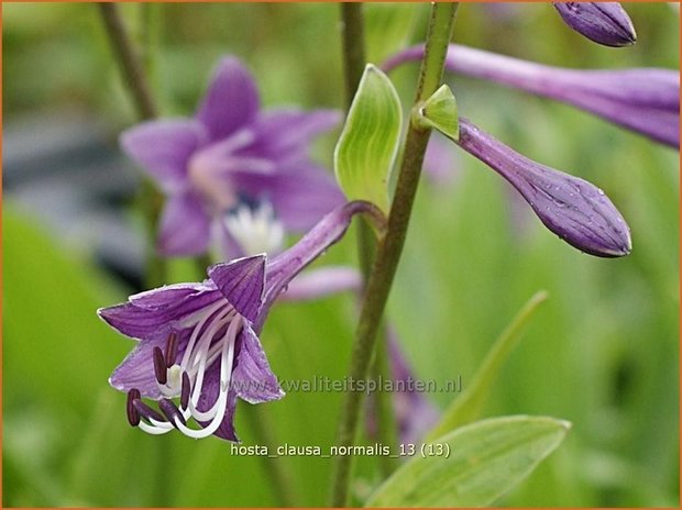 Hosta clausa var. normalis | Hosta, Hartlelie, Funkia | Ge&ouml;ffnetbl&uuml;hende Korea-Funkie