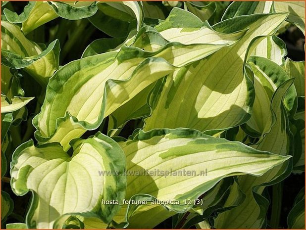 Hosta fortunei 'Albopicta' | Hartlelie, Funkia