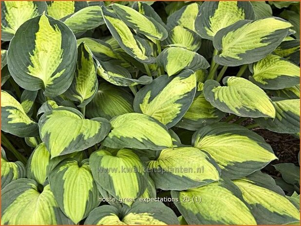 Hosta 'Great Expectations' | Hartlelie, Funkia