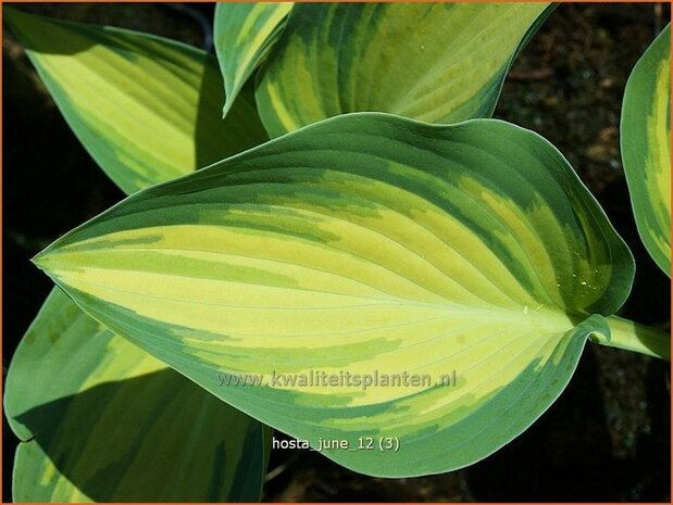 Hosta 'June' | Hartlelie, Funkia