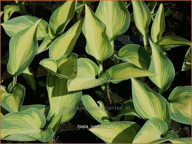 Hosta 'June' | Hartlelie, Funkia