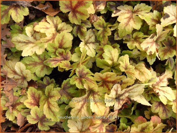 Heucherella 'Golden Zebra'