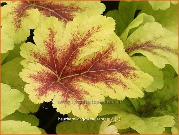 Heucherella 'Golden Zebra'