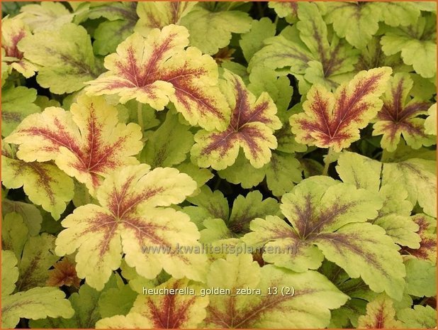 Heucherella 'Golden Zebra'