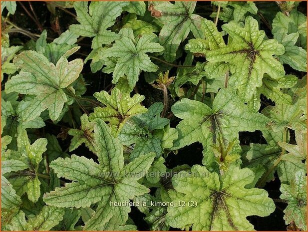 Heucherella 'Kimono'