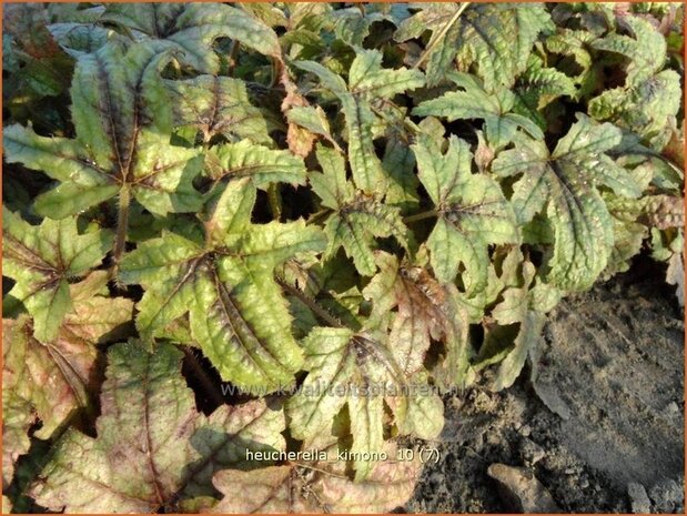 Heucherella 'Kimono'