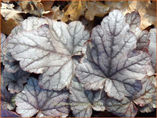 Heucherella 'Quicksilver'
