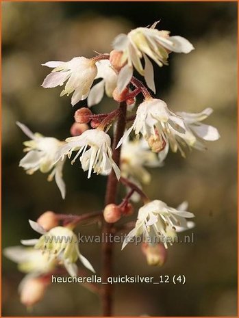 Heucherella 'Quicksilver'