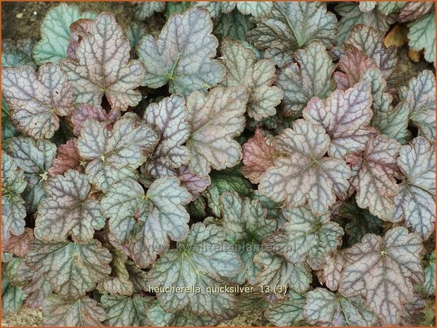 Heucherella 'Quicksilver'