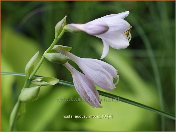 Hosta 'August Moon' | Hartlelie, Funkia