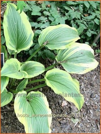 Hosta 'Aureomarginata' | Hosta, Hartlelie, Funkia | Funkie | Hosta