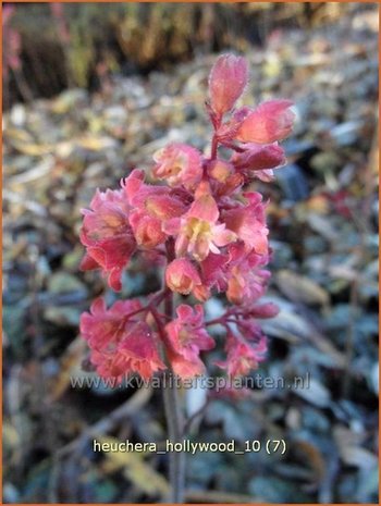 Heuchera 'Hollywood' | Purperklokje