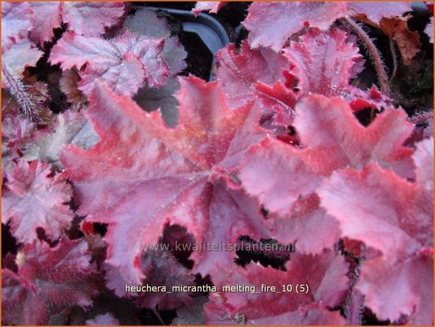 Heuchera micrantha 'Melting Fire' | Purperklokje