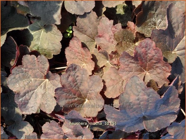 Heuchera 'Mocha' | Purperklokje