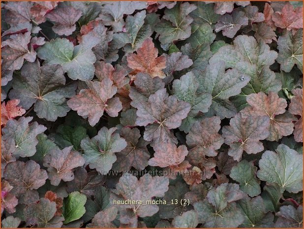 Heuchera 'Mocha' | Purperklokje