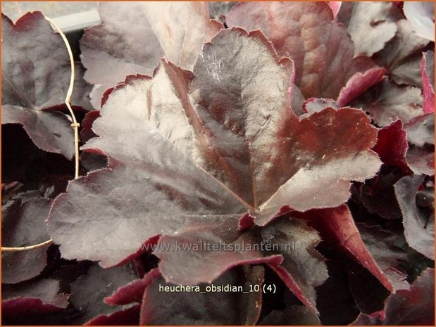 Heuchera 'Obsidian' | Purperklokje