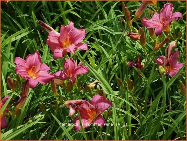 Hemerocallis 'Summer Wine' | Daglelie