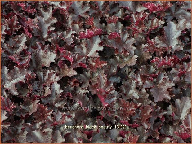 Heuchera 'Black Beauty' | Purperklokje