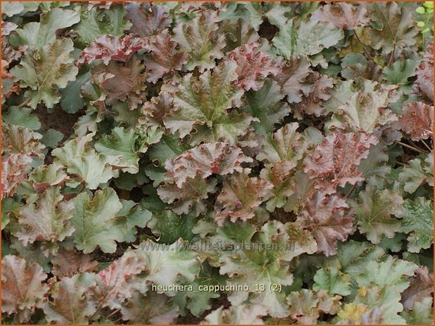 Heuchera 'Cappuchino' | Purperklokje