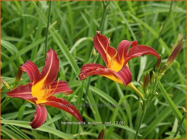 Hemerocallis 'Autumn Red' | Daglelie