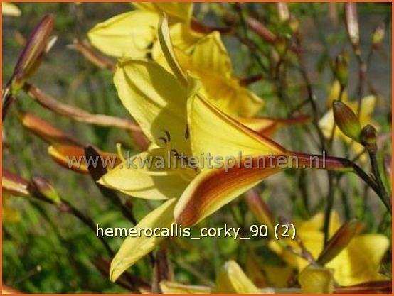Hemerocallis 'Corky' | Daglelie